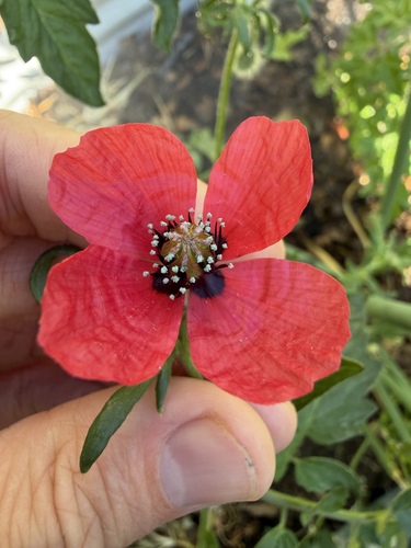Roemeria hispida observed 2026-10-19