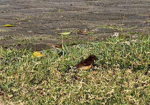 Copsychus malabaricus observed 2026-10-25