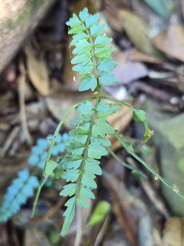 Pandorea pandorana observed 2026-10-25