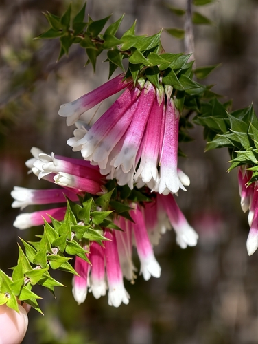 Epacris longiflora, 2026-10-20