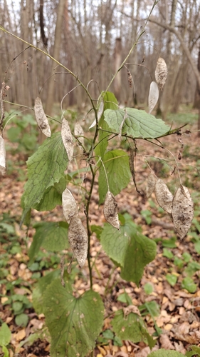 Lunaria rediviva observed 2026-10-24