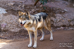 Canis lupus baileyi