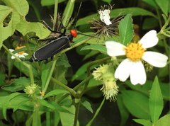 Epicauta mannerheimi