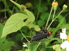 Epicauta mannerheimi