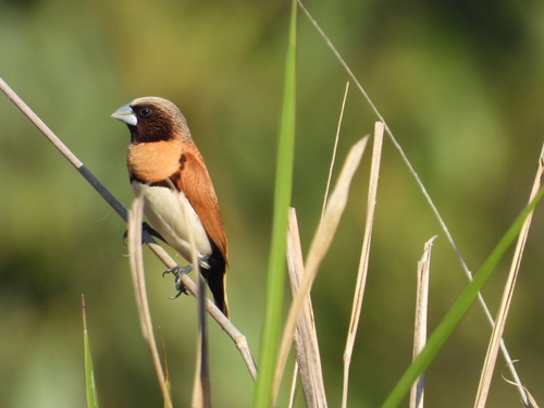 Lonchura castaneothorax, 2026-10-25