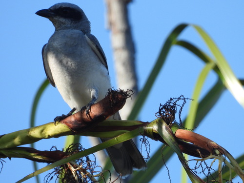 Coracina papuensis observed 2026-10-25