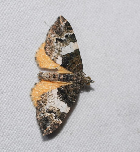 Hydriomena, 2026-10-22