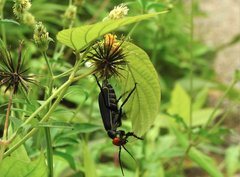 Epicauta mannerheimi