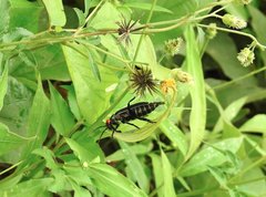 Epicauta mannerheimi