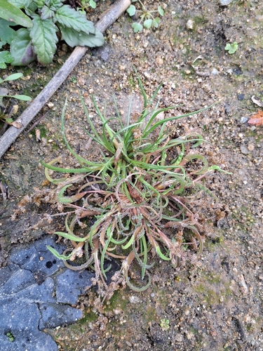 Coleanthus subtilis observed 2026-10-25