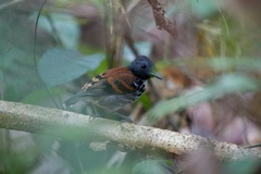 Hylophylax naevioides