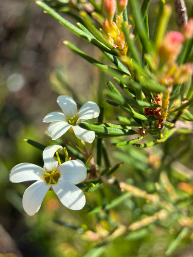 Ricinocarpos pinifolius observed 2026-10-24