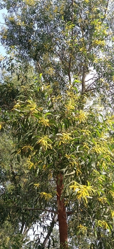 Acacia auriculiformis observed 2026-10-22