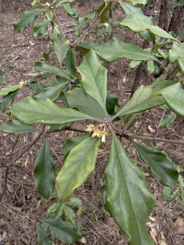 Pittosporum revolutum, 2026-10-21