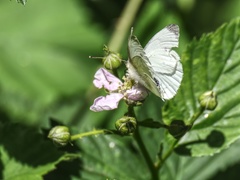 Pieris napi