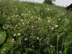 Drymocallis rupestris