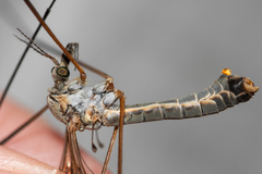Tipula luna
