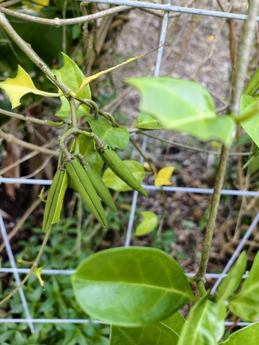 Parsonsia alboflavescens observed 2026-10-25