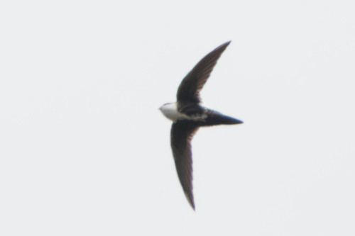 White-throated Swift