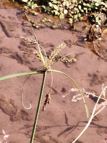 Cyperus iria observed 2026-10-25