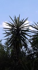 Yucca aloifolia