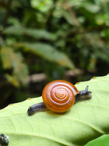 Sarika resplendens, 2026-10-25