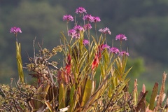 Epidendrum flexuosum