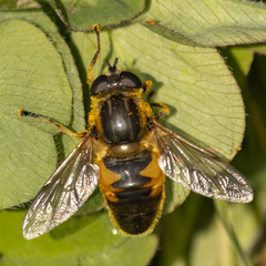 Helophilus lapponicus