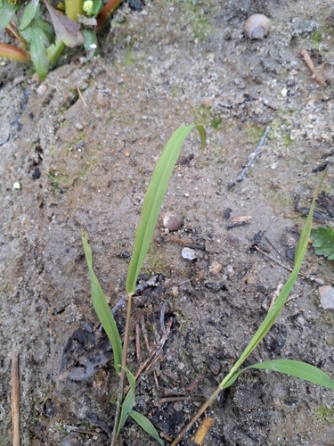 Leersia oryzoides observed 2026-10-25