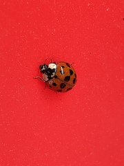 Harmonia axyridis