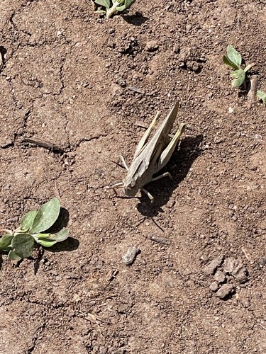 Speckle-winged Rangeland Grasshopper
