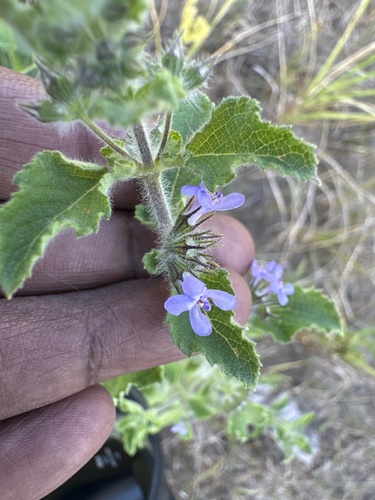 Mesosphaerum suaveolens observed 2026-10-25