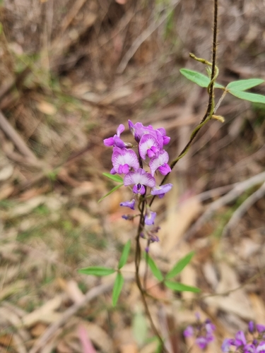 Glycine clandestina observed 2026-10-24