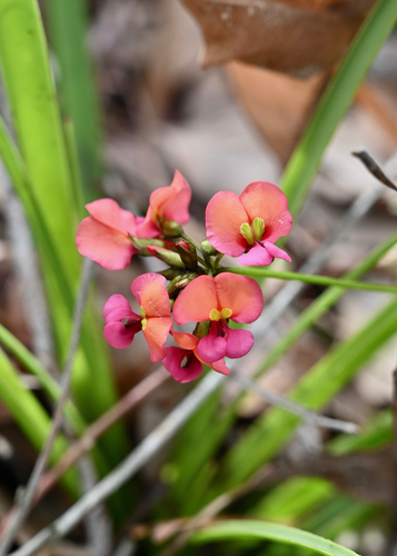 Kennedia coccinea observed 2026-10-25
