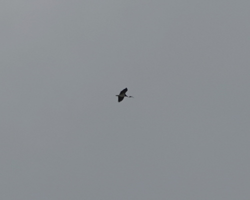 Threskiornis spinicollis, 2026-10-25