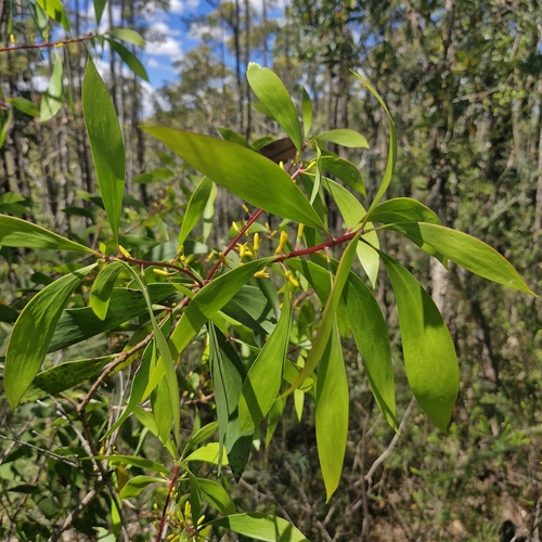 Persoonia levis observed 2026-10-25