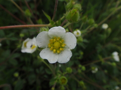 Drymocallis rupestris