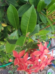 Ixora coccinea