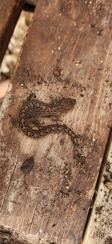 Phyllodactylus, 2026-10-25