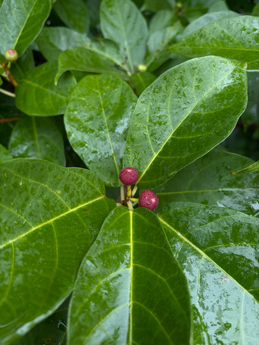 Ficus erecta observed 2026-10-24