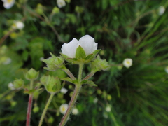 Drymocallis rupestris