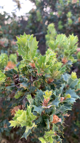 Banksia sessilis observed 2026-10-25