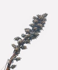 Puya asplundii