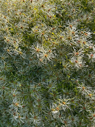 Clematis microphylla observed 2026-10-22