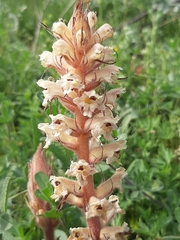 Orobanche amethystea amethystea