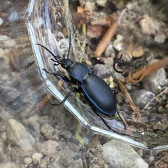 Carabus convexus