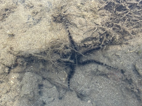 Ophiocoma scolopendrina observed 2026-10-25