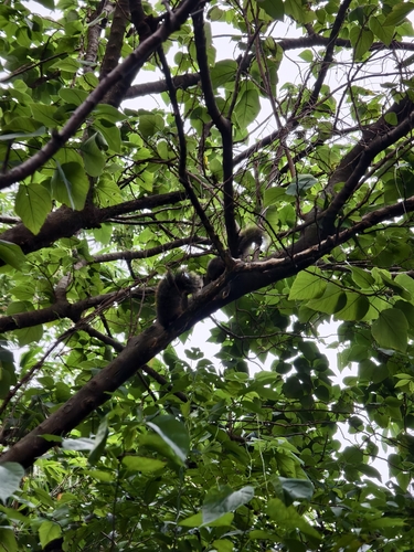 Callosciurus, 2026-10-25