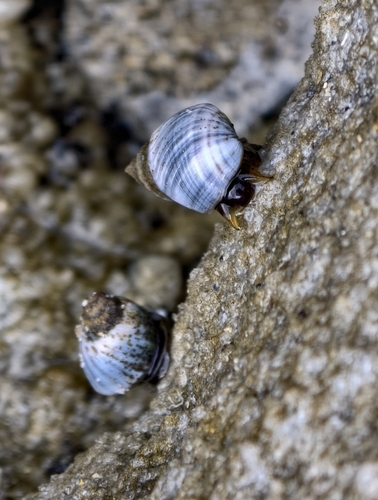Austrolittorina unifasciata observed 2026-10-22