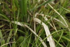 Carex canescens